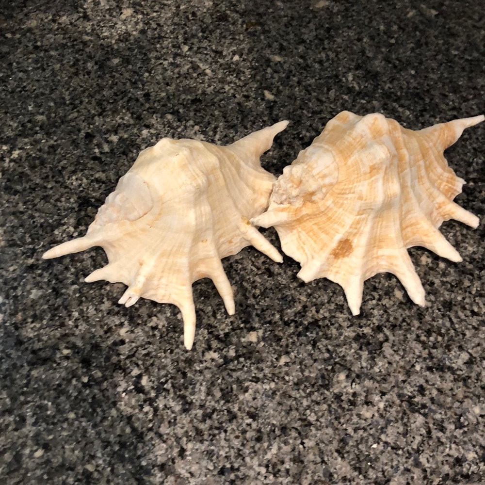 Two beautiful old shells, almost 23 years old!